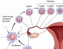 Plánování těhotenství: správné provedení ovulačního testu je klíčem ke spolehlivosti