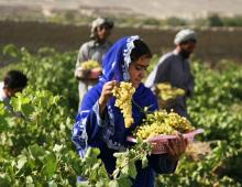 Bunge la Afghanistan: Wizara ya Elimu ya zamani na ya sasa ya Jamhuri ya Kazakhstan