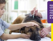 Заворот кишок: симптомы у собак, лечение и профилактика Симптомы заворота жилудка